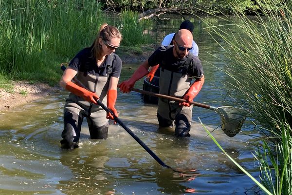 Pêche électrique effectuée par les techniciens de la fédération de pêche 54 pour inventaire des brochets dans le Madon