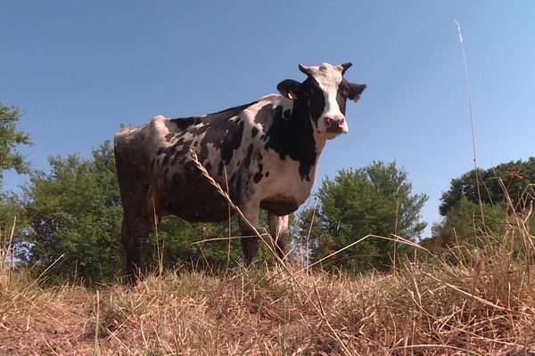 Le lait de cette vache est désormais transformé en glace