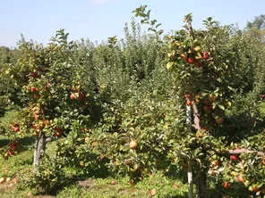 Les pommiers ne sont pas encore aussi avancés en Normandie mais d'ici quelques semaines, il sera possible de cueillir des pommes sur la route des fruits de Seine-Maritime (photo d'illustration).