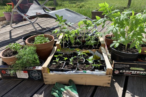 Un petit bain de soleil chaque jour pour vos plantations et surtout un retour à l'intérieur en fin de journée, avant les gelées.