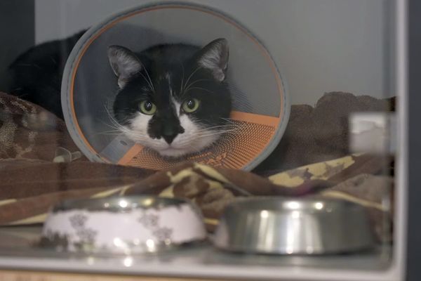 Attention aux aliments toxiques pendant les fêtes. Danger pour nos animaux !