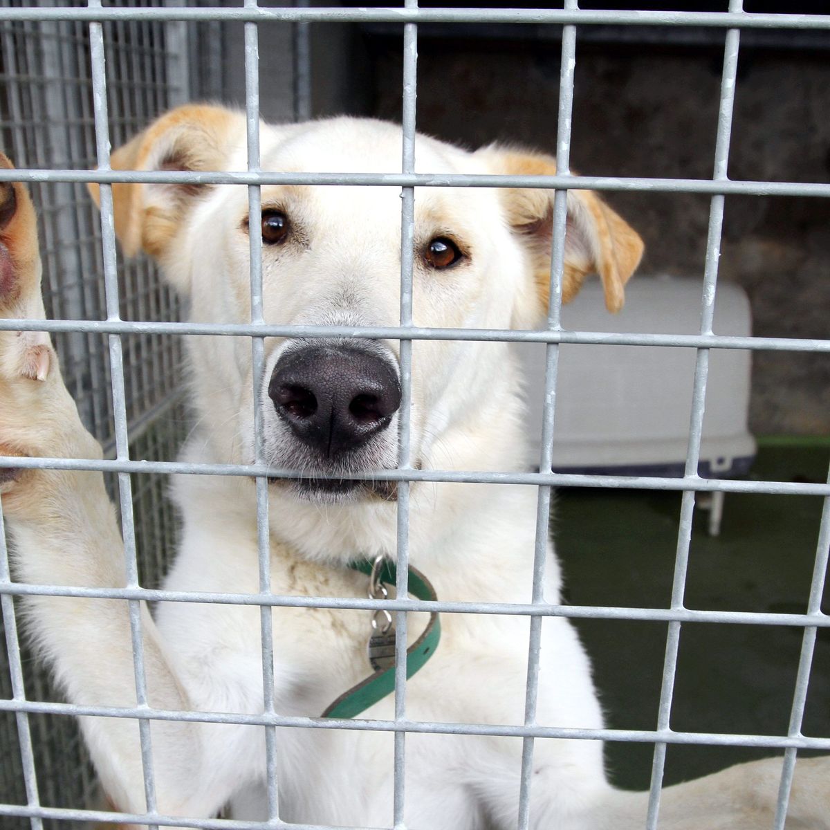 Deconfinement Les Adoptions De Nouveaux Possibles Dans Les Spa Du Rhone Et De La Loire