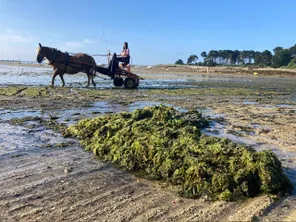 Un cheval pour ramasser les algues vertes