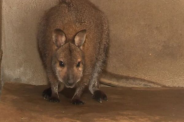 Le wallaby aura passé une nuit dans le refuge de la SPA de Chagny.