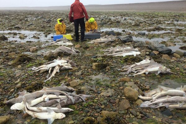 Le ramassage de ces centaines de requins morts sur le Sillon de Talbert a commencé ce jeudi midi 