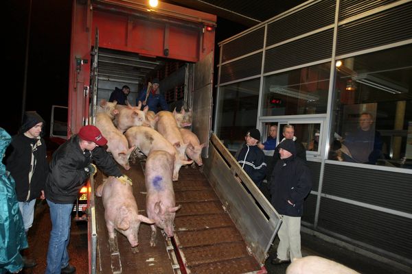 Les producteurs de porcs attendent impatiemment que l'abattoir de Kermené retrouve sa pleine activité pour désengorger leurs élevages