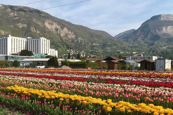 Cette année, interdiction d'aller cueillir les tulipes en raison du coronavirus. L'opération 100 000 tulipes pour les enfants atteints de la maladie du cancer à Grenoble sera virtuelle