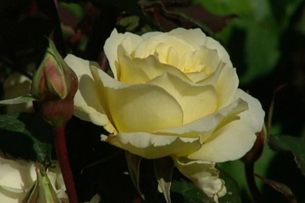 La rose jaune de Rivedoux