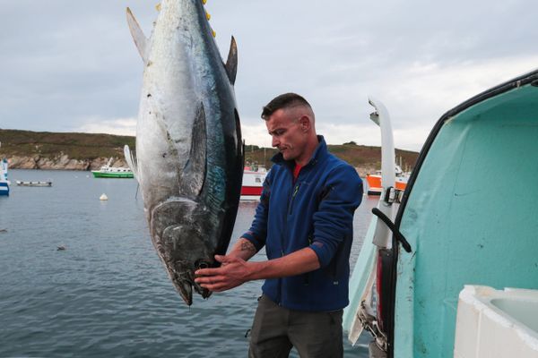 Un thon rouge pêché au large du Conquet (Finistère), en septembre 2021. (Image d'illustration)