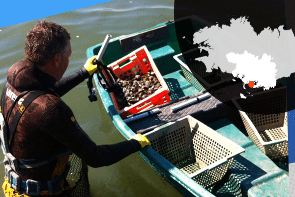 Pratiquée par certains ostréiculteurs, la pêche à la palourdes dans le Golfe du Morbihan représente une source de revenu complémentaire. 