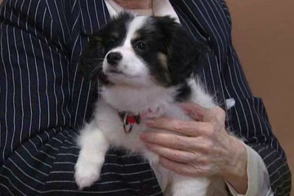 Un chiot, moment de douceur et de zoothérapie pour les personnes âgées.