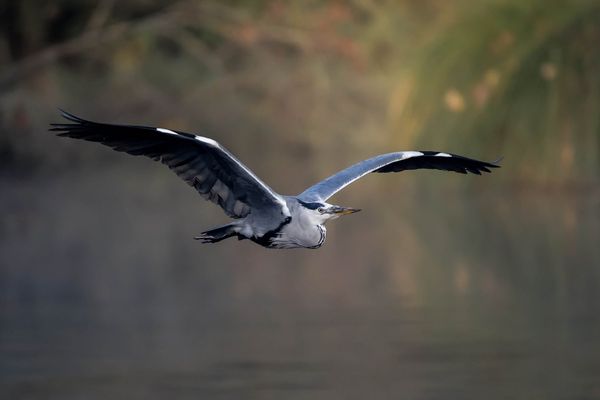 Pascal Cottrais, passionné d'ornithologie, expose ses photos à Amiens.