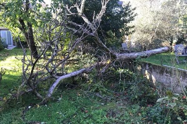 Le coup de vent dans la nuit du 3  au 4 novembre 2022 a provoque la chute de plusieurs arbres, ici à Saint-Nazaire