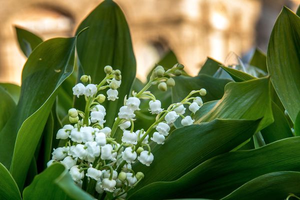 Avec le mardi 1er mai férié, vous êtes nombreux à faire le pont et à profiter d’un week-end prolongé. Malheureusement le soleil ne sera pas toujours au rendez-vous et les températures fraîches seront de retour.