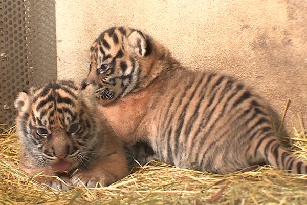 Les deux bébés tigres n'ont pas encore de nom, les internautes seront prochainement sollicités lors d'un sondage sur les réseaux sociaux du zoo d'Amiens.