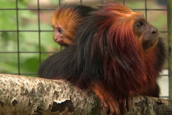 Le petit tamarin-lion à tête dorée né en août 2021 et sa maman au zoo d'Amiens