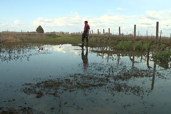 A Sérignan, près de Béziers, les viticulteurs inondent leurs vignes chaque année pour lutter contre la salinité des terres. 