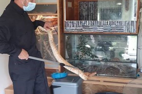 8 Boas, 3 Pitons, 1 serpent "Roi" ont été récupérés par les pompiers du SDIS de Loire-Atlantique à Saint-Malo-de-Guersac