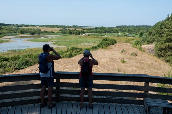 Le parc ornithologique du Marquenterre est un endroit privilégié pour observer les oiseaux en Baie de Somme 