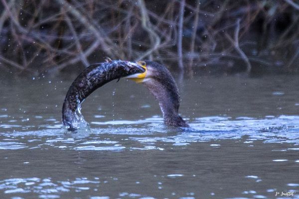 Le grand cormoran est une espèce présente pendant l'hiver en Franche-Comté.