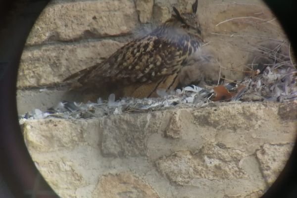 Une famille de grands ducs d'Europe, installée au cœur de l'Ecusson à Montpellier en mars 2023.