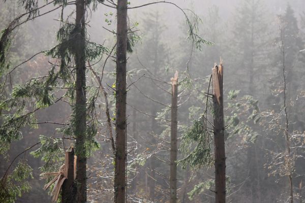 Des arbres déracinés, des troncs arrachés sous l'effet d'une tempête. Photo d'illustration.