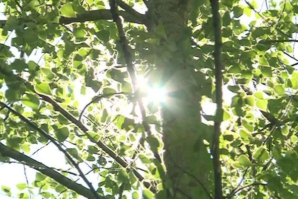 Le peuplier blanc est un arbre emblématique de la région.