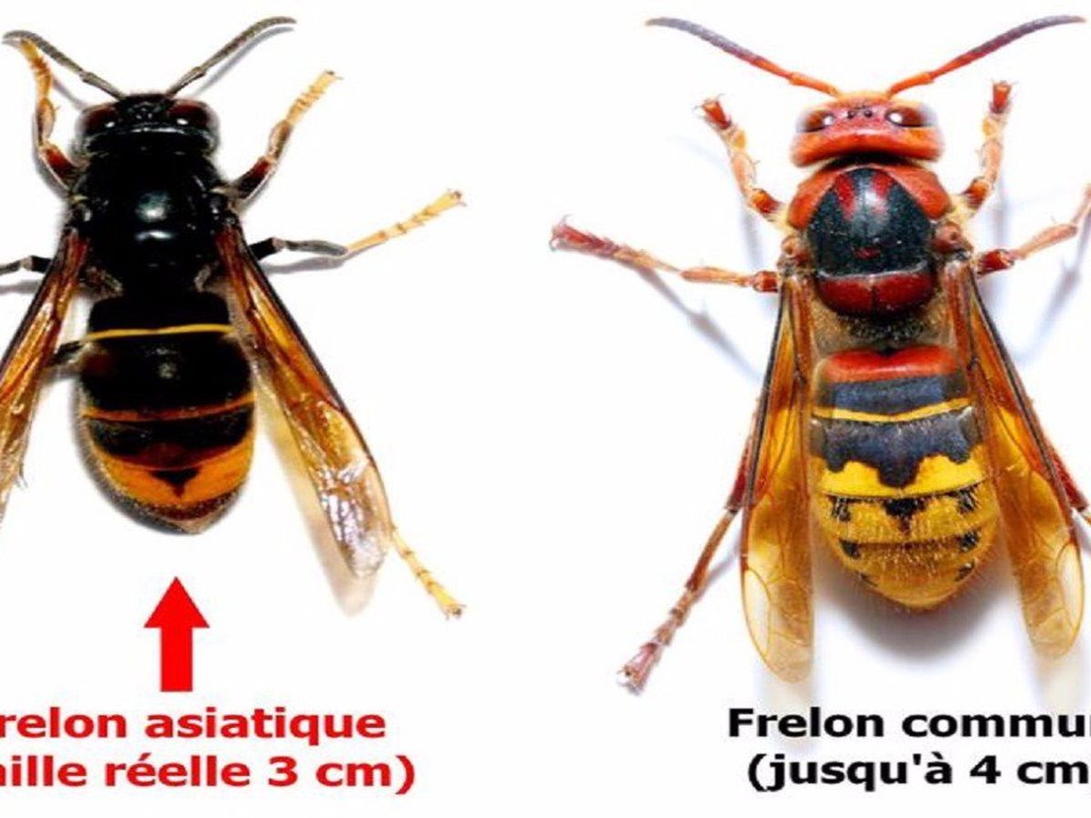 Sauriez Vous Reconnaitre Un Frelon Asiatique Que Faire Si Vous Constatez La Presence D Un Essaim