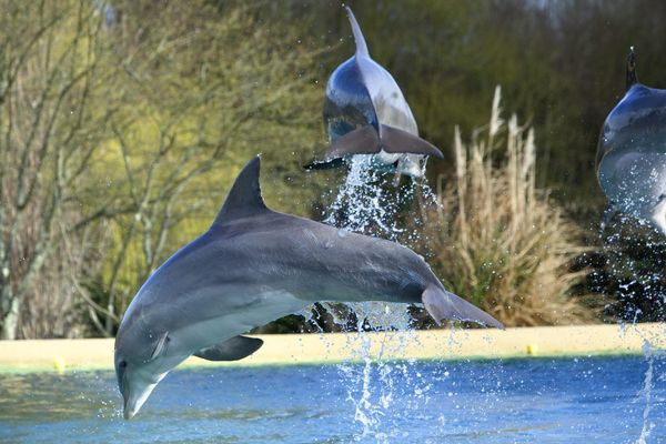 Les dauphins de la Cité Marine de Port-Saint-Père