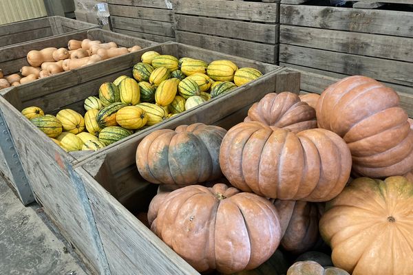 Dans les jardins se Saint-Quentin-en-Isère, tout a poussé trop vite à cause de la chaleur exceptionnel du mois d'octobre - novembre 2022