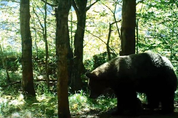 Ours filmé sur le territoire de la commune de Seix (Ariège)