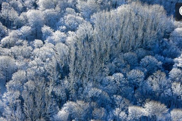 Forêt d'Olhain