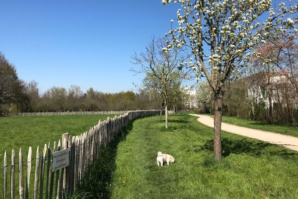 Dandy se promène au Parc du Landry à Rennes