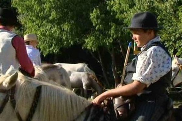 Gardians et chevaux de race Camargue dans le Gard.