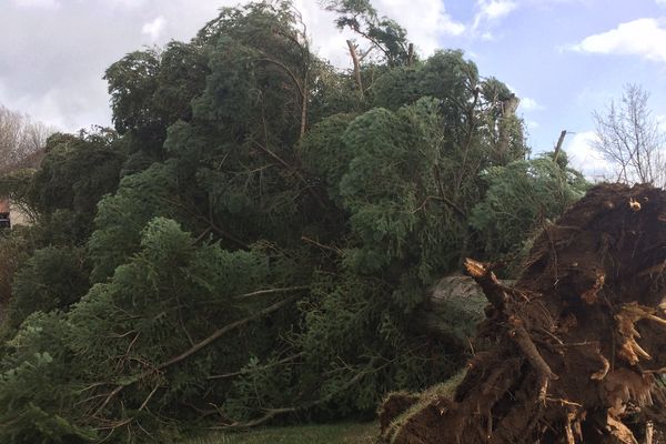 La tempête Zeus met les arbres à terre