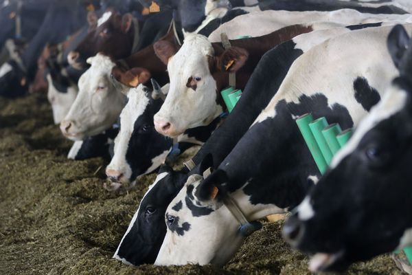 La ferme des 1000 vaches, le 07 septembre 2018