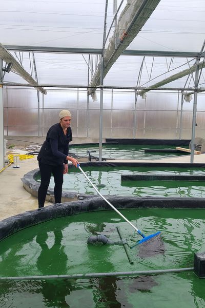 Nathalie Grunnagel produit, dans ses serres, 500 kilos de spiruline par an.