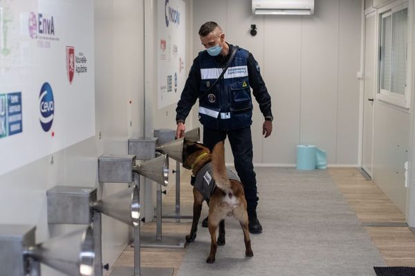 Des chiens formés à la detection de la COVID-19. Ici en en Nouvelle Aquitaine en janvier dernier.