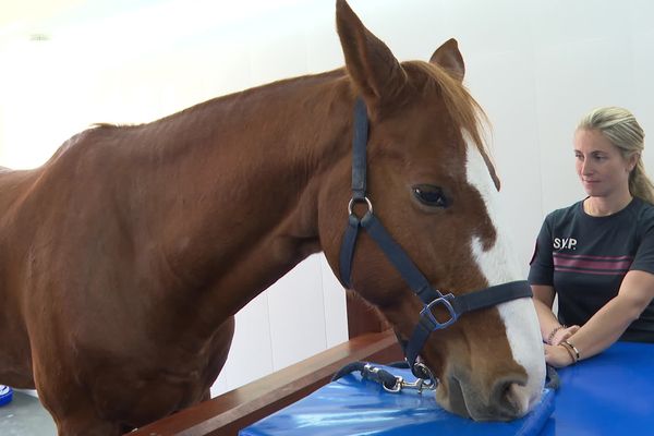 Cagnes-sur-Mer (Alpes-Maritimes) : un cheval passe une IRM sous l'oeil attentif d'une policière de la brigade équestre de Nice.