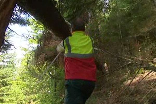 Un agent de l'ONF dans une forêt publique en Savoie