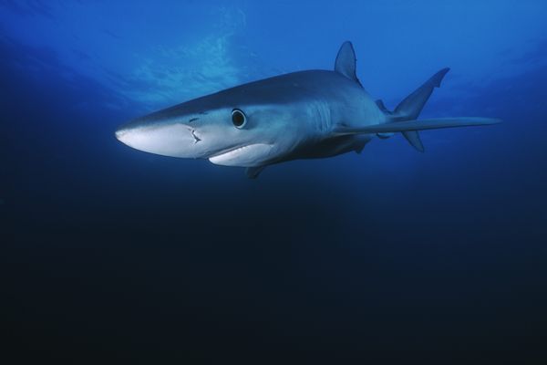 Un requin bleu s'est échoué sur la plage centrale des Sables-d'Olonne en Vendée, photo d'illustration