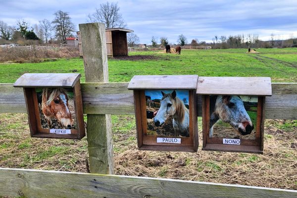 Animaux. Eux aussi ont le droit à une fin de vie paisible à la ferme du Rouvreau en Sarthe