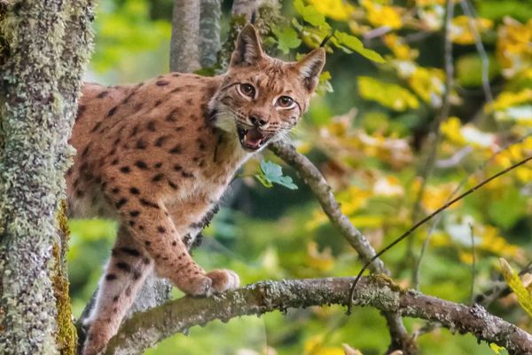 Un lynx surpris au coeur de la forêt de Chartreuse