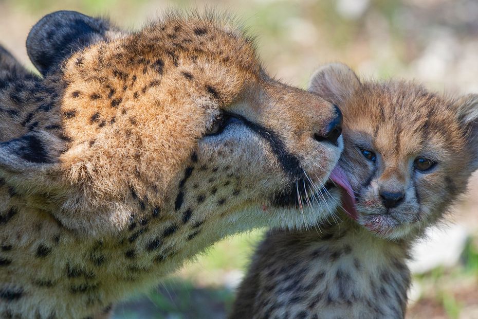 Aude Voici Les 5 Bebes Guepards Nes A La Reserve Africaine De Sigean