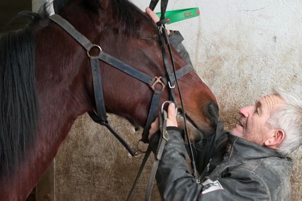 Serge Peltier est éleveur, entraîneur, jockey et driver. La passion qui l'anime a tissé une relation forte avec ses chevaux au fil des décennies.