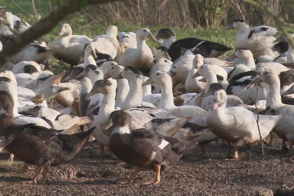 Selon le protocole, les canards doivent être claustrés ou mis sous filets (illustration).