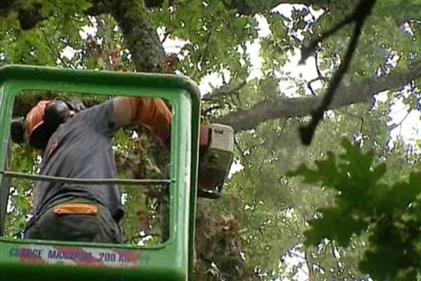 Le travail d'élagage et de nettoyage prendra encore plusieurs mois au Bois de St-Pierre