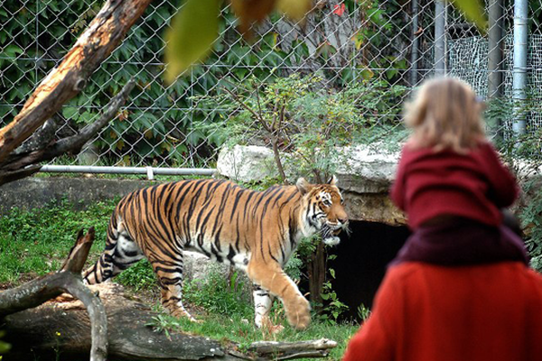 Tigre au Parc de la tête d'or de Lyon