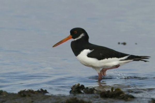 L'huitrier pie de la Baie de Somme