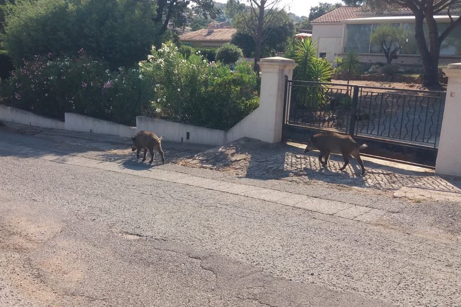 thirsty and hungry, boars close to the houses